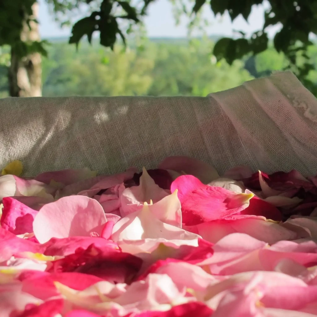 Rituel Gua Sha visage au Quartz Rose (Sous le dôme)